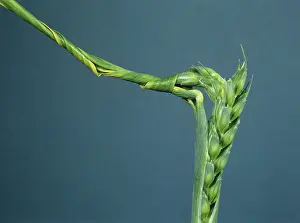 Trace: Symptoms of Copper Deficiency in Wheat