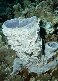 Porifera: Synaptula on Vase Sponge