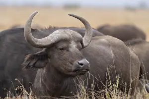 Syncerus: Syncerus caffe, Kruger National Park, South Africa