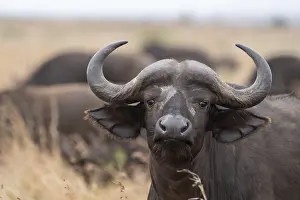 Syncerus: Syncerus caffe, Kruger National Park, South Africa