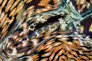 Mussel: Syphon of giant clam (Tridacna gigas), Clam meat