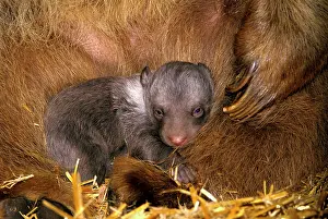 Syrian: Syrian Brown Bear - Few week old cub cuddles into