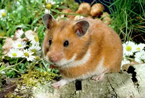 Mesocricetus: Syrian / Golden HAMSTER