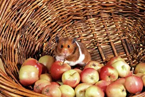 Mesocricetus: Syrian / Golden HAMSTER