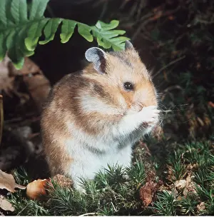 Syrian: Syrian / Golden HAMSTER