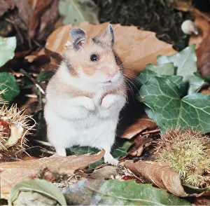 Syrian: Syrian / Golden HAMSTER
