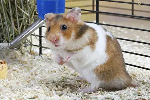 Hamster: Syrian or Golden Hamster (Mesocricetus auratus)