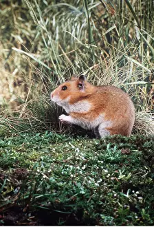 Hamsters: Syrian / Golden HAMSTER - on mossy wood