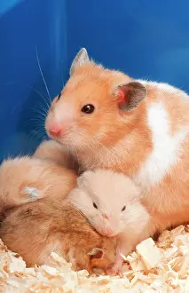 Syrian: Syrian / Golden HAMSTER with young