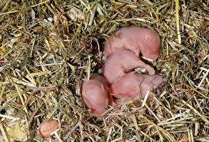 Huddled: Syrian / Golden HAMSTERS - 7 days old young in straw bedding