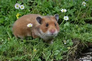 Mesocricetus: Syrian Hamster