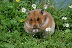 Mesocricetus: Syrian Hamster