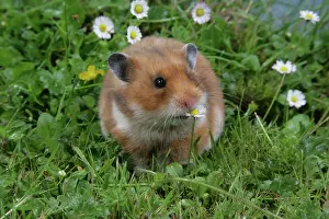 Mesocricetus: Syrian Hamster