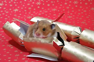 Cracker: Syrian Hamster in Christmas cracker