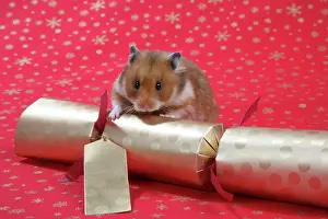 Cracker: Syrian Hamster with Christmas cracker
