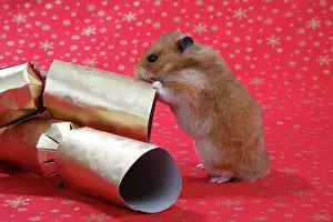 Cracker: Syrian Hamster with Christmas crackers