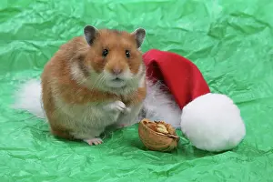 Walnuts: Syrian Hamster with Christmas hat & walnut