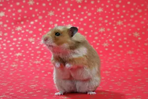 Mesocricetus: Syrian Hamster on Christmas material