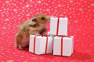 Mesocricetus: Syrian Hamster with Christmas presents