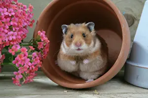 Mesocricetus: Syrian Hamster in flowerpot