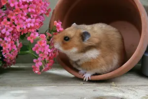 Mesocricetus: Syrian Hamster in flowerpot