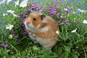 Mesocricetus: Syrian Hamster in flowers