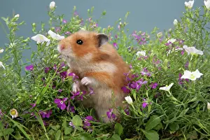 Mesocricetus: Syrian Hamster in flowers