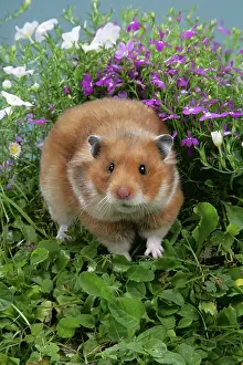 Mesocricetus: Syrian Hamster in flowers