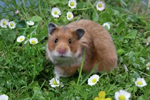 Mesocricetus: Syrian Hamster in flowers