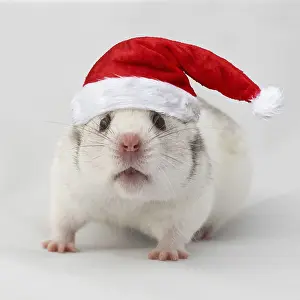 Hamsters: Syrian hamster (Mesocricetus auratus), captive