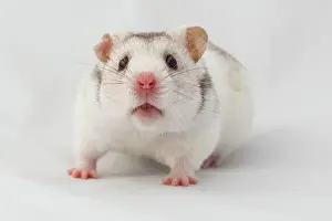 Hamster: Syrian hamster (Mesocricetus auratus), captive