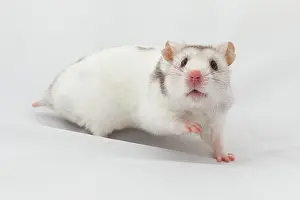 Hamster: Syrian hamster (Mesocricetus auratus), captive