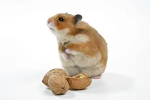 Walnuts: Syrian Hamster with walnuts