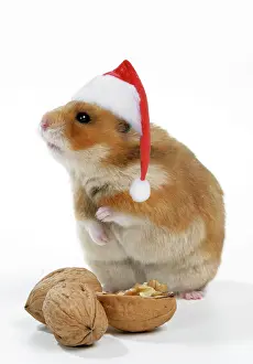 Walnuts: Syrian Hamster with walnuts and Christmas hats