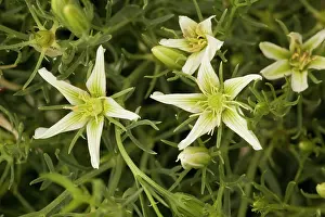 Syrian: Syrian rue