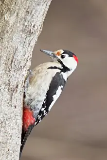 Syriacus: Syrian Woodpecker