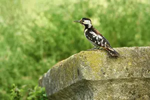 Syriacus: Syrian Woodpecker
