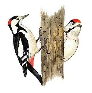 Syriacus: Syrian Woodpecker