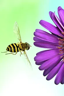 Ribesii: Syrphus ribesii (Syrphus ribesii), in flight, with