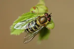 Syrphus: Syrphus torvus
