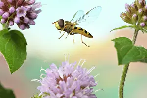 Syrphus: Syrphus vitripennis (Syrphus vitripennis), in flight