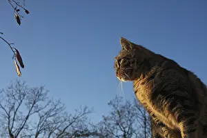 Fabale: Tabby brown Cat on twilight Var France