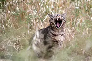 Seat: Tabby brown cat yawning in an organic garden