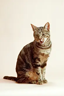 Miaowing: TABBY CAT