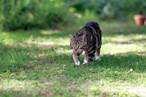 Pouncing: Tabby Cat