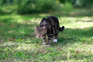 Pouncing: Tabby Cat