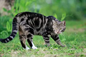 Stance: Tabby Cat