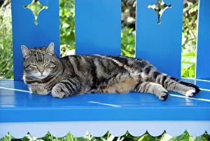 Dozing: Tabby Cat