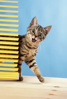 Shock: Tabby Cat
