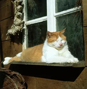 Napping: Tabby Cat